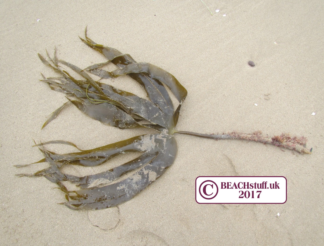 Seaweed Identification Chart