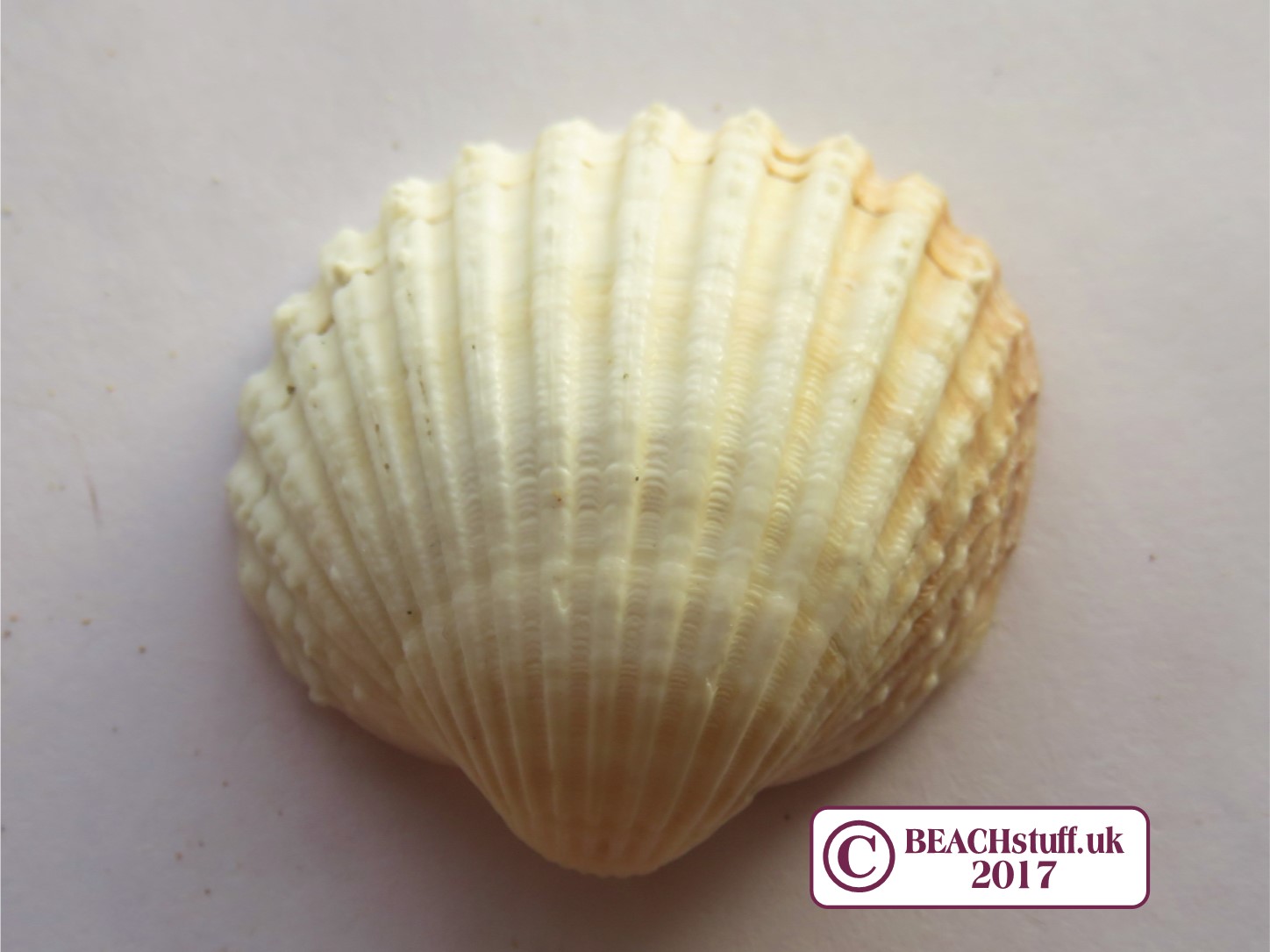 Seashell Identification Chart Uk