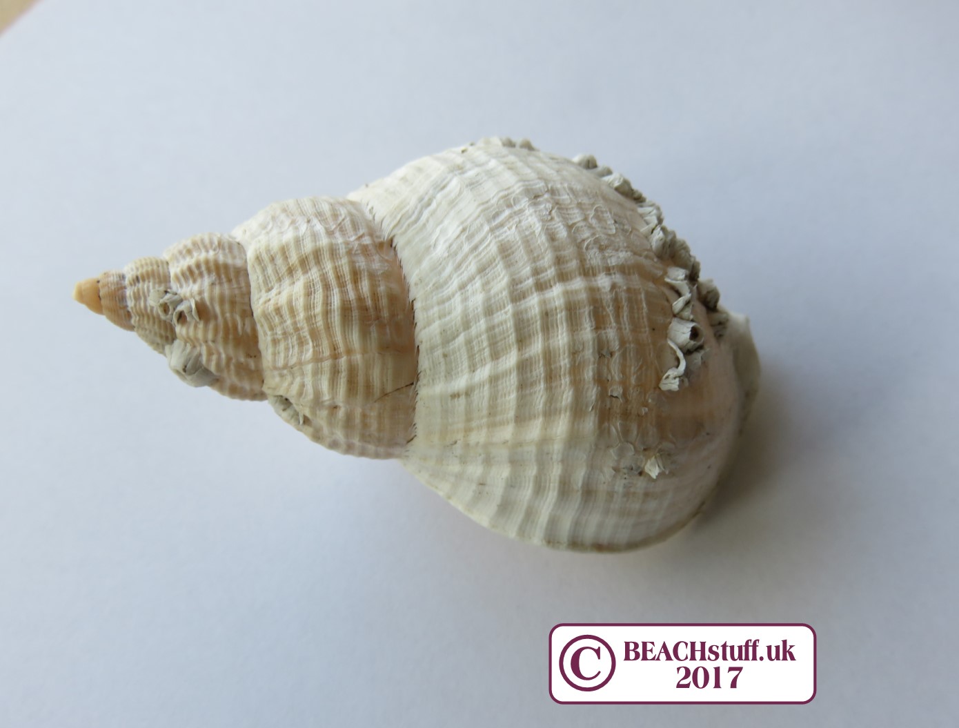 Seashell Identification Chart Uk