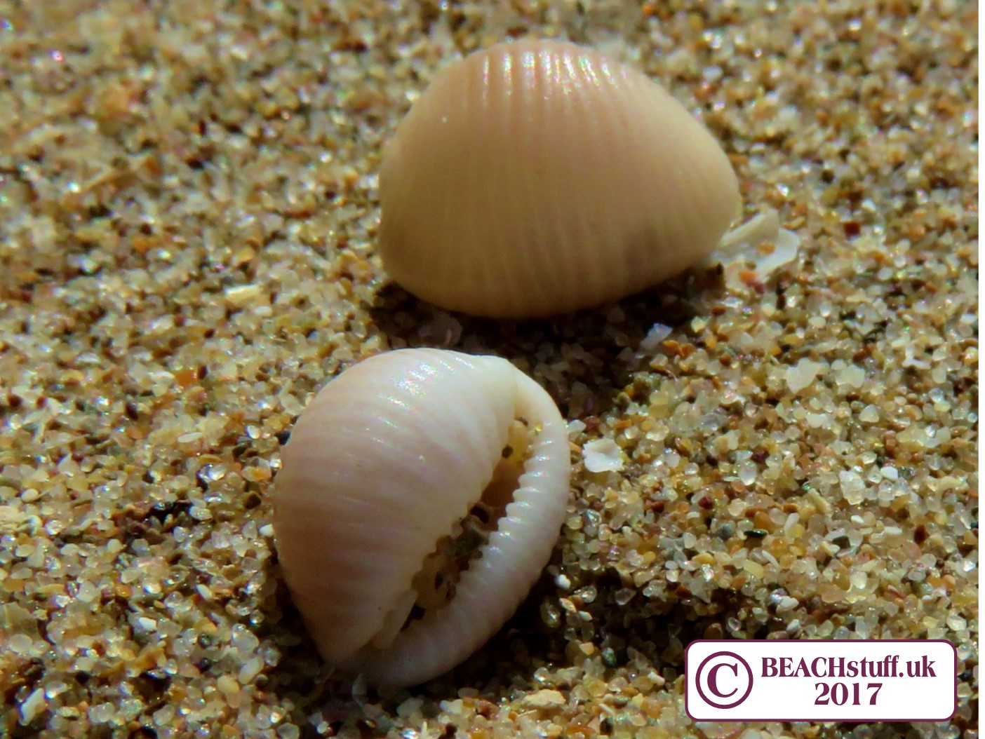 Seashell Identification Chart Uk