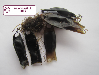 Small spotted shark (cat shark) egg cases Small spotted shark (cat shark) egg cases