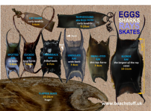 Eggcase ID guide