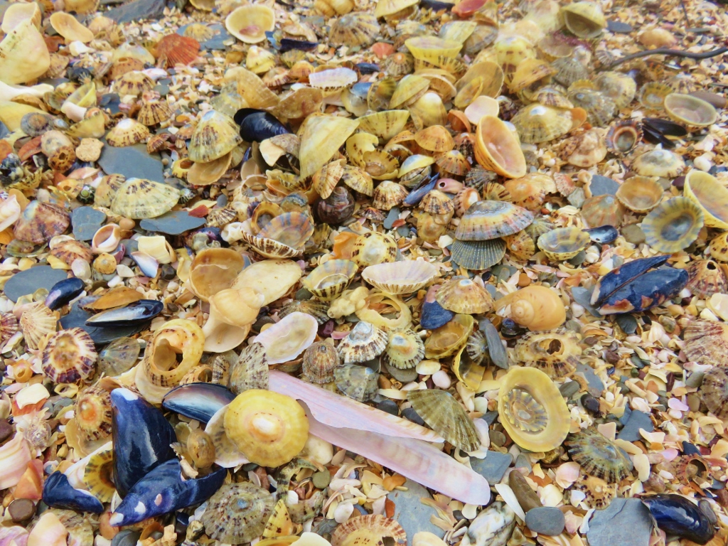 Seashell Identification Chart Uk