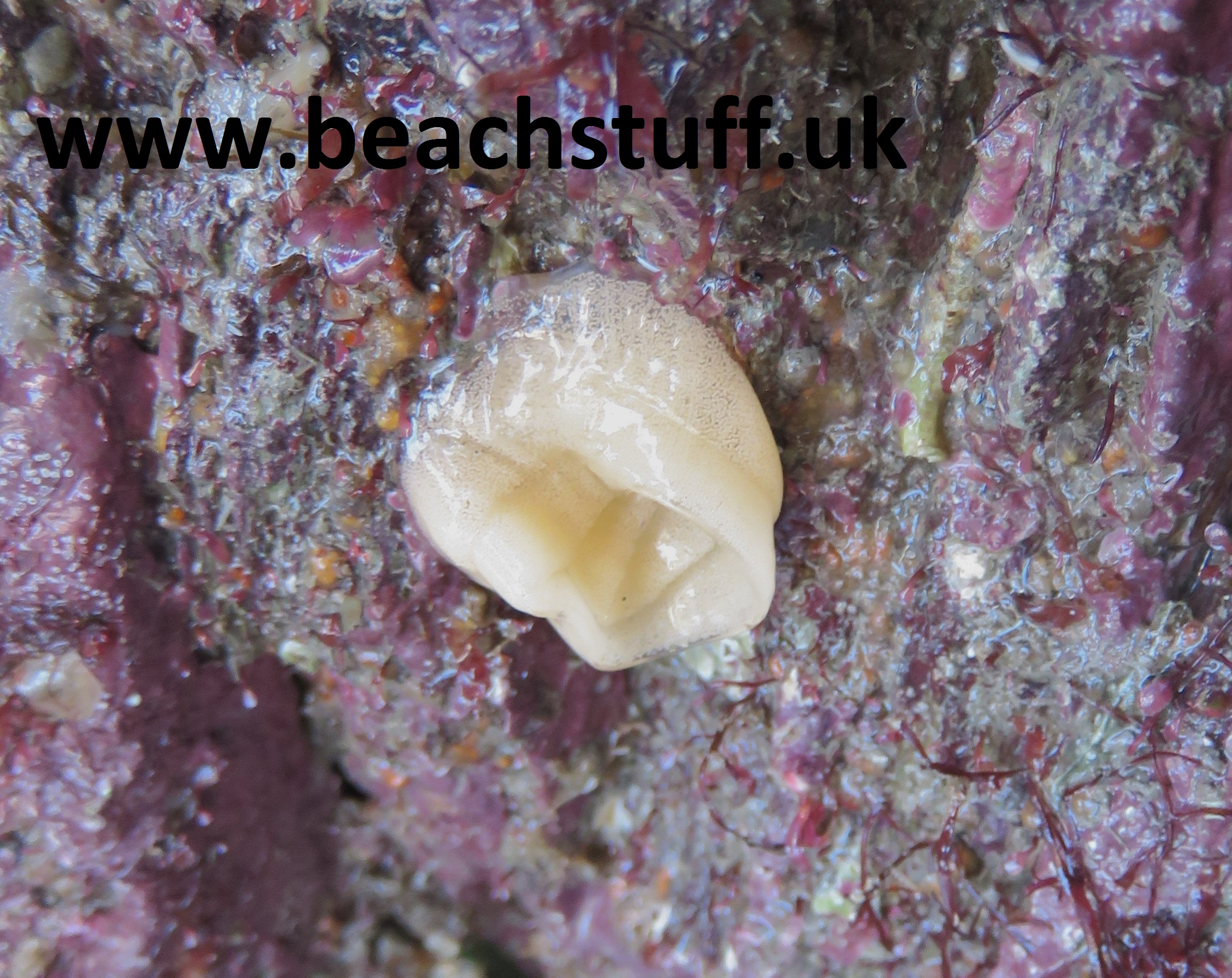 Sea slug eggs Sea slug eggs