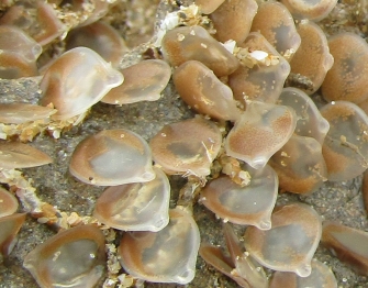 Eggs and egg cases