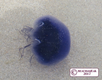 Uk Jellyfish Identification Chart