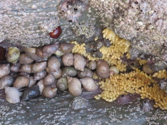 Gallery of UK shells