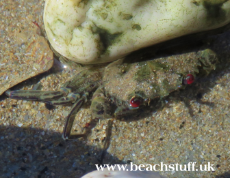 How to sex hermit crabs How to sex hermit crabs
