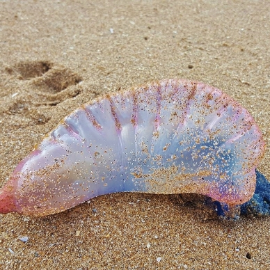 Uk Jellyfish Identification Chart