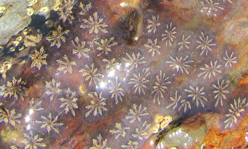 sea squirt star ascidian