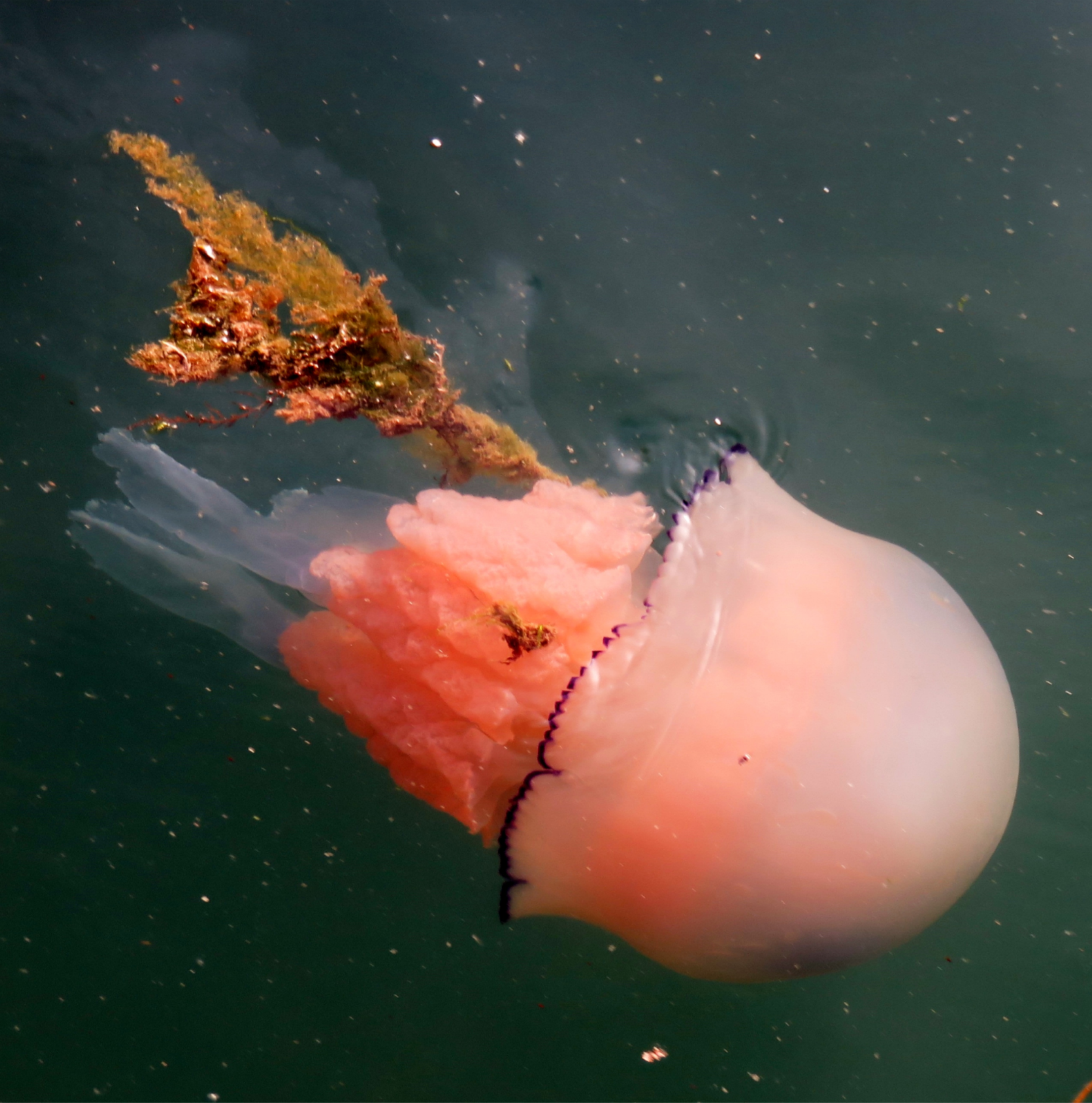Barrel Jellyfish