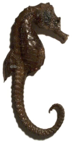 Seahorse Seahorse
