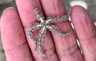 Brittle Star