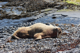 Walrus in Ireland