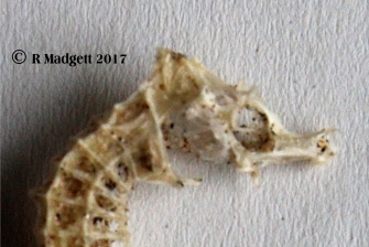 Dried seahorse Dried seahorse