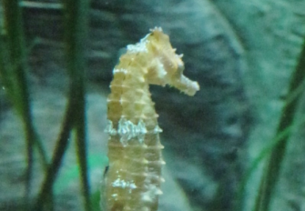Sea Horse Sea Horse