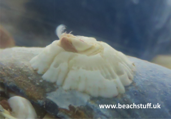 Crenate Barnacle, Balanus Crenatus