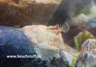 Crenate Barnacle, Balanus Crenatus