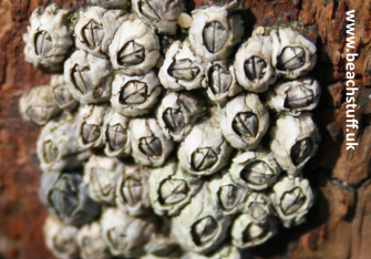 Barnacle, Semibalanus Balanoides