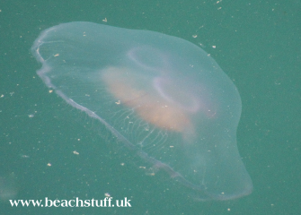 Moon Jellyfish
