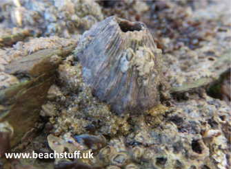 Dark Acorn Barnacle