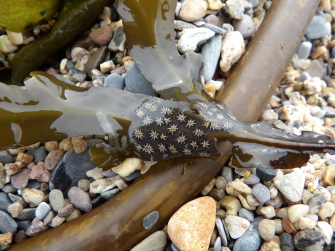 Star Ascidian on wrack