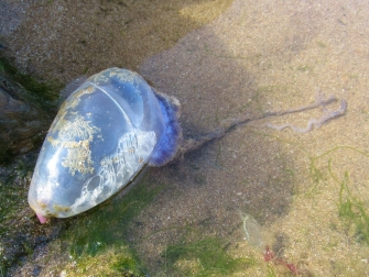Portuguese Man o' War
