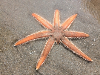 Seven-legged Starfish