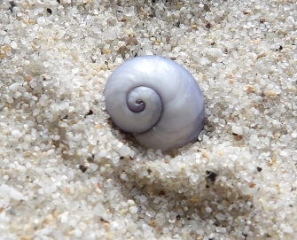 Violet snail shell