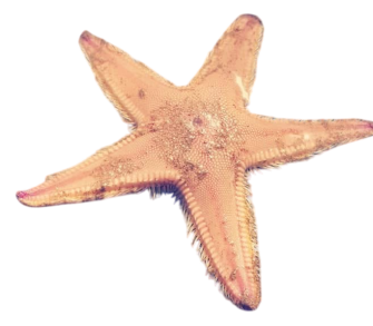 Sand Star