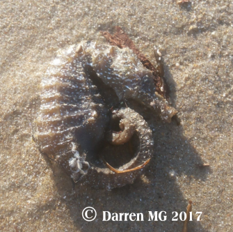 Seahorse Seahorse