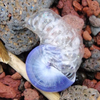 Violet Snail bubbles