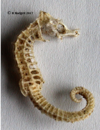 Seahorse skeleton