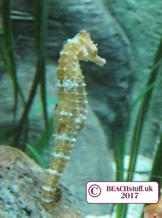 Seahorse Seahorse