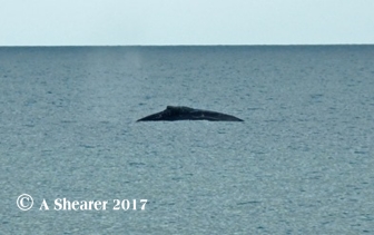 Humpback whale in Devon