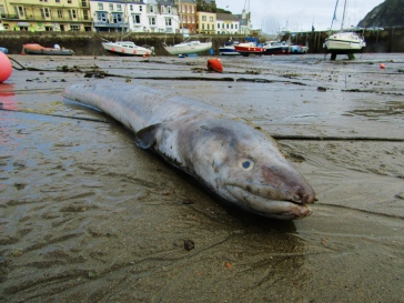 Conger eel