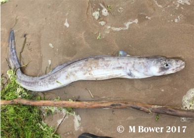 Conger eel