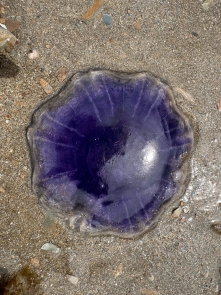 Blue Jellyfish Blue Jellyfish