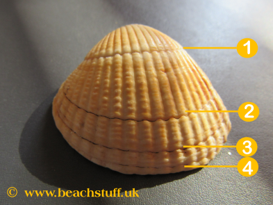 Growth rings on shell Growth rings on shell