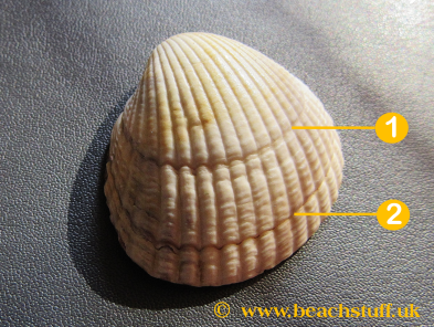 Growth rings on a shell Growth rings on a shell