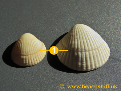 Growth rings on cockle shells Growth rings on cockle shells