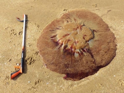 Lion's Mane Jellyfish