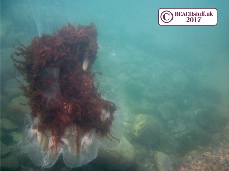 Lion's Mane Jellyfish