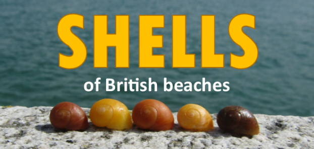 Shell Identification